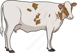 cow